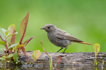 Bird female or young Black Redstart Phoenicurus ochruros small bird on green background
