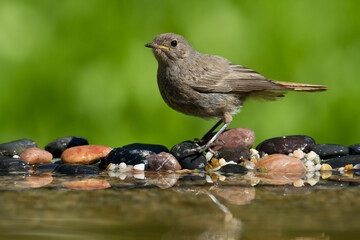 Bird female or young Black Redstart Phoenicurus ochruros small bird on green background