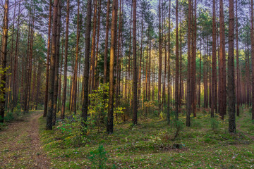Fototapeta premium Misty autumn forest. autumn in misty forest. Morning fog in autumn forest Poland Europe, Knyszyn Primeval Forest, birch trees, spruce trees, pine trees
