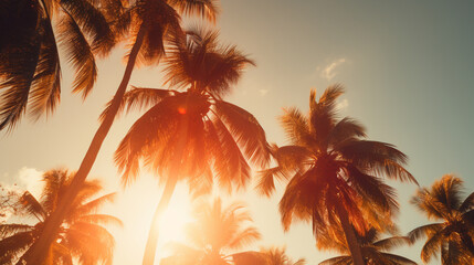 Sunset among palm branches