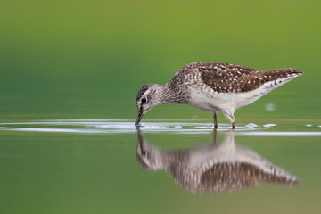 Shorebirds - Wood Sandpiper Tringa glareola, wildlife Poland Europe