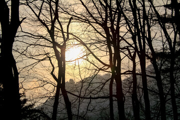 Low angle view of trees with the sunlight and sky. Nature scene.