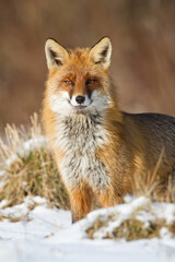 Naklejka na ściany i meble Fox Vulpes vulpes in autumn scenery, Poland Europe, animal walking among autumn meadow 