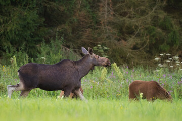Mammals female Elk Moose ( Alces alces ) with cub North part of Poland, Europe