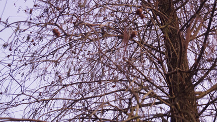 The scenery of countryside with trees. Nature and non-urban scene.