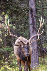 Fototapeta na wymiar Bull Elk During the Rut in Autumn in Wyoming