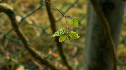 Close-up of the green leaves. Plant concept. Plant and nature.