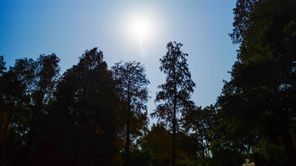 Low angle view of trees with the sunlight and sky. Nature scene.