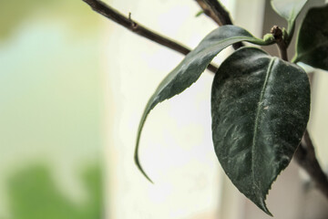 Close-up of the green leaves. Plant concept. Plant and nature.