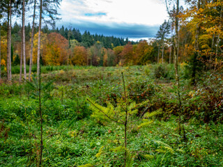 Fototapeta na wymiar Wiederaufforstung im Mischwald durch anpflanzen von jungen Bäumen