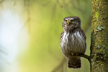 Pygmy owl Glaucidium passerinum little owl natural dark forest north parts of Poland Europe