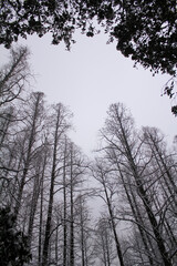 Low angle view of the bare trees in the winter. Tree trunk and nature scene.