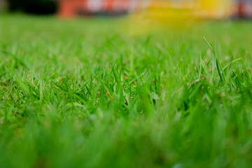 Close-up of the green grasses in the countryside. Rural and nature scene.