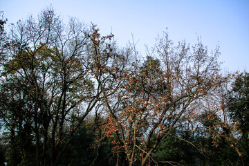 The scenery of countryside with trees. Nature and non-urban scene.