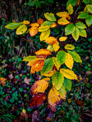 Herbstliche Blätter am Baum