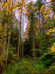 Waldweg im herbstlichen Wald