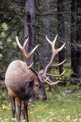 Bull Elk During the Rut in Autumn in Wyoming