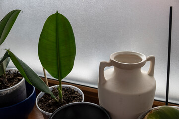 Young ficus elastica on the windowsill