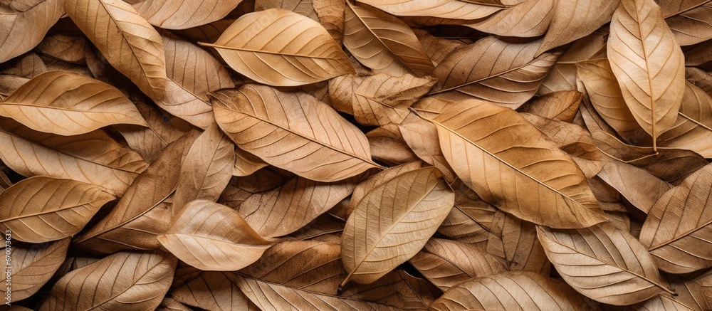 Poster teak tree leaves brown patterns textures and shapes in the background with selective focus