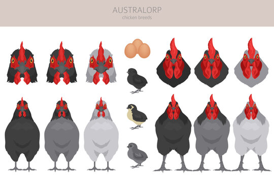 Australorp Chicken breeds clipart. Poultry and farm animals. Different colors set