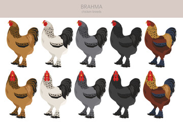 Brahma Chicken breeds clipart. Poultry and farm animals. Different colors set