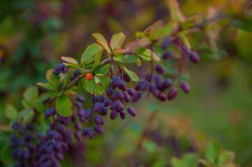 Beautiful barberry in autumn the garden. Berries of purple barberry.