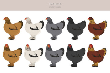 Brahma Chicken breeds clipart. Poultry and farm animals. Different colors set