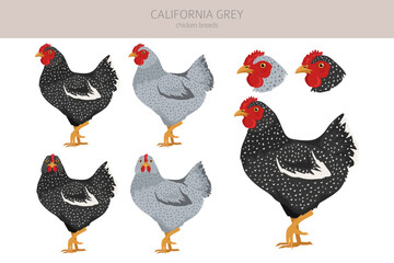 California Grey Chicken breeds clipart. Poultry and farm animals. Different colors set