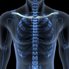male skeleton ribs,sacrum,lumbar vertebrae,scapula and sternum anatomy. 3d illustration - obrazy, fototapety, plakaty