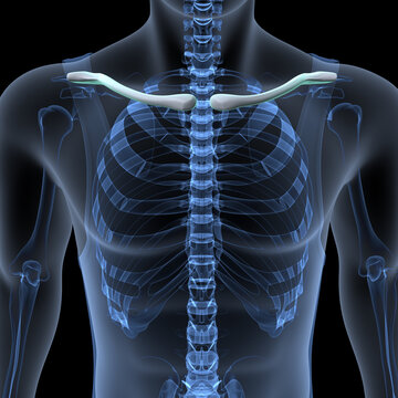 male skeleton ribs,sacrum,lumbar vertebrae,scapula and sternum anatomy. 3d illustration