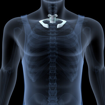 3d illustration of human  body skeleton ribs cage anatomy