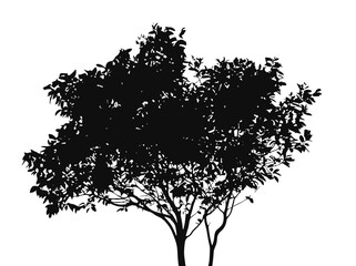 Silhouette black tree isolated on white background, tropical tree with unshaped branches, white background, exclusive silhouette tree, exclusive vector art