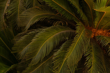 palm trees and shining sun over bright sky