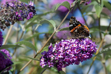 Red admiral butterfly (Vanessa Atalanta) perched on summer lilac in Zurich, Switzerland