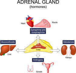 Adrenal gland hormones - obrazy, fototapety, plakaty