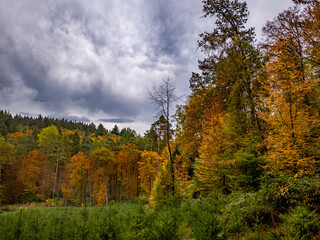 Fototapeta premium Wiederaufforstung im Mischwald durch anpflanzen von jungen Bäumen