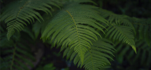 Beautiful ferns leaves green foliage. Close up of beautiful growing ferns in forest or park. Rainforest jungle landscape. Green plants nature wallpaper. Organic nature background.