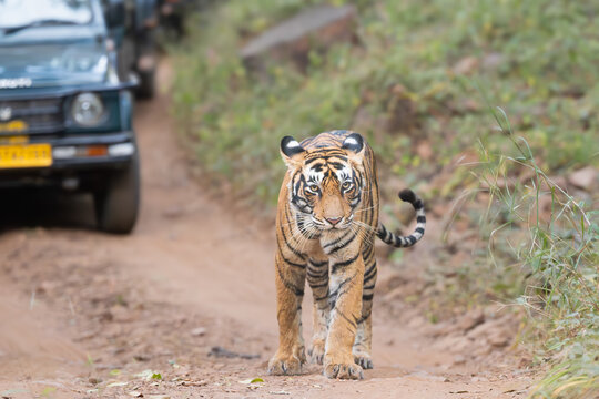 Bengal tiger, mainland Asian tiger - Panthera tigris tigris female walking on road. Photo from Ranthambore National Park, Rajasthan, India.