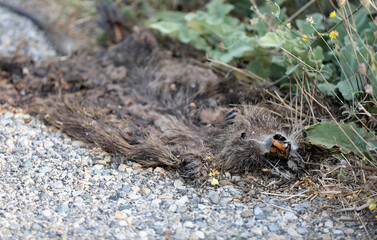 Dead nutria lying on a road