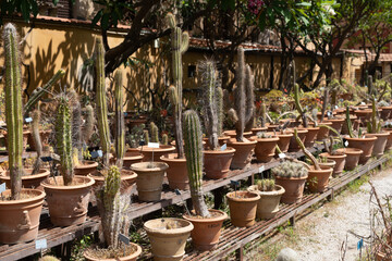  Spherical cactus in the park