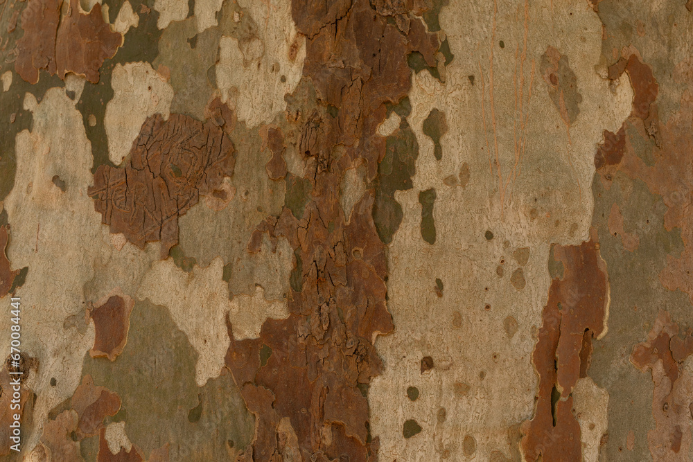 Aufkleber embossed texture of the bark of oak. panoramic photo of the oak texture.