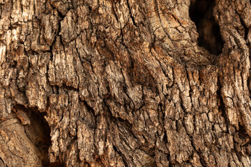 dry tree bark texture and background, nature concept