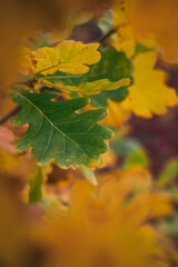 autumn leaves. autumn oak leaves close-up