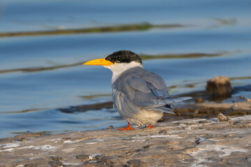 Indian river tern, river tern - Sterna aurantia on ground with blue water in background. Photo from Ranthambore National Park, Rajasthan, India.