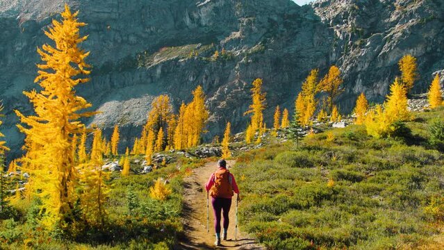 Nature's Masterpiece Maple Pass Larch Trek