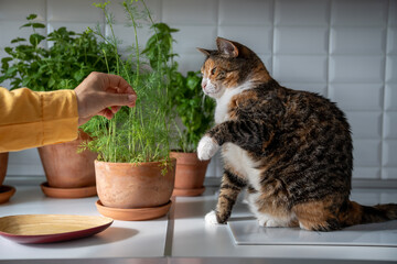 Tabby cat playing with dill and greenery in pots grown at home for cooking sitting at table on kitchen. Growing eco organic fresh green plants for culinary. Animals pets maintenance and care concept. - obrazy, fototapety, plakaty
