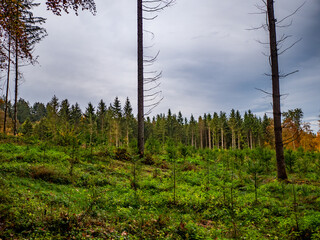 Wiederaufforstung im Mischwald durch anpflanzen von jungen Bäumen