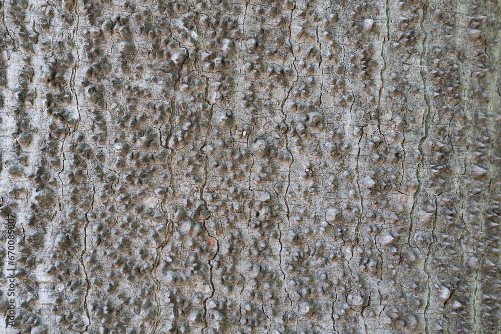 Poster tree bark background