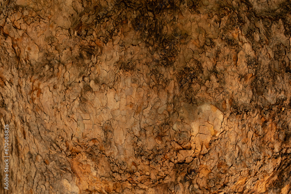Poster tree bark background