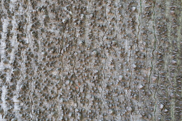  tree bark background